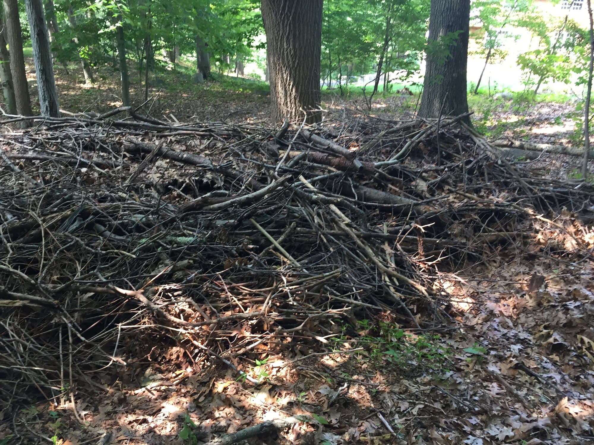 brush debris removal by Grizzly Junk Pros