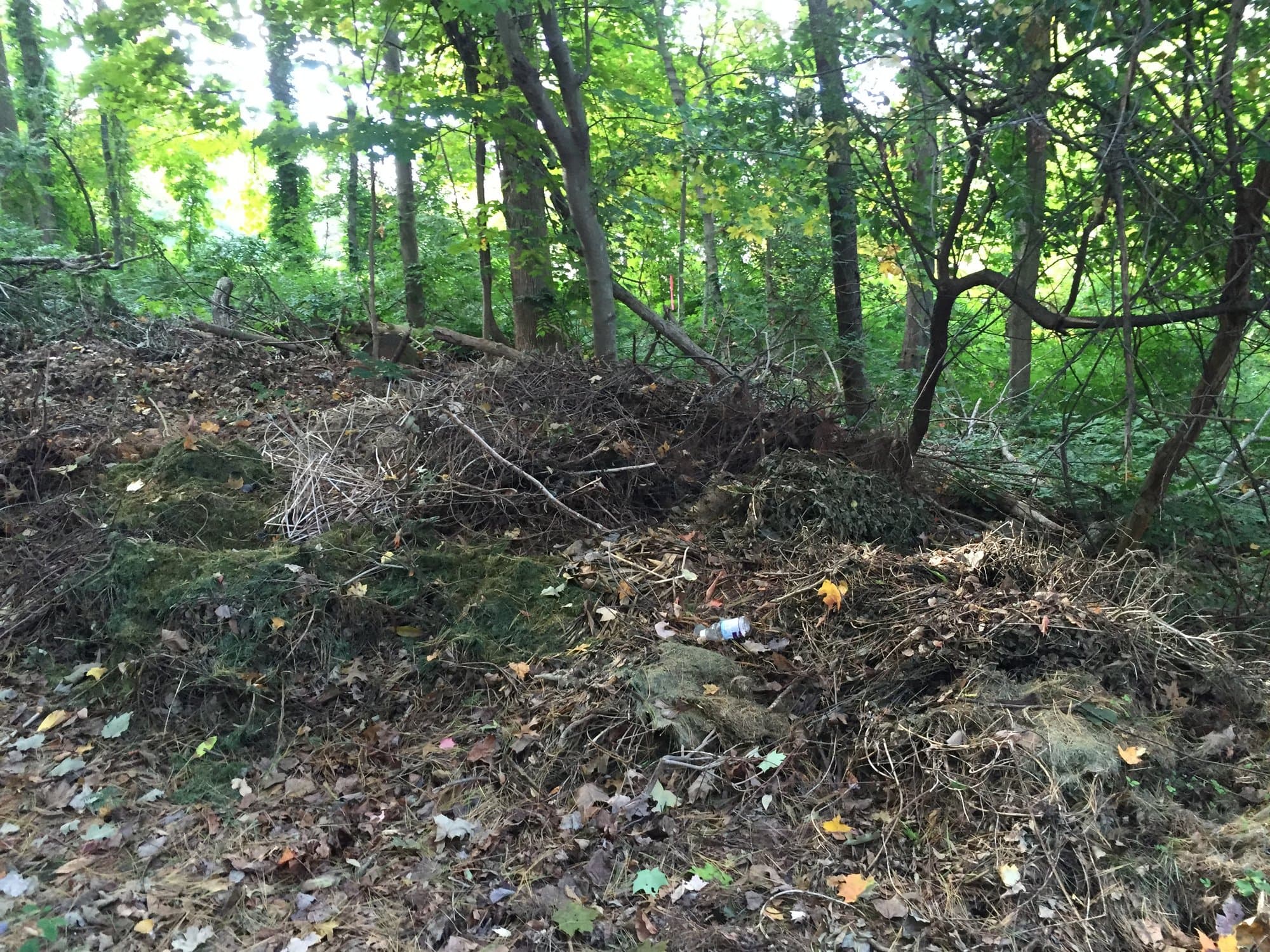 overgrown yard debris by Grizzly Junk Pros