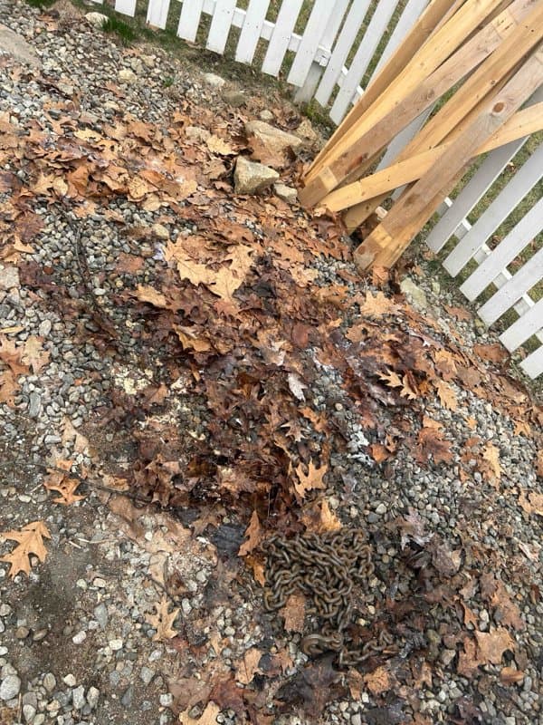 yard debris removal by Grizzly Junk Pros